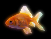 U4 Goldfisch