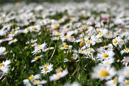 Gänseblümchen