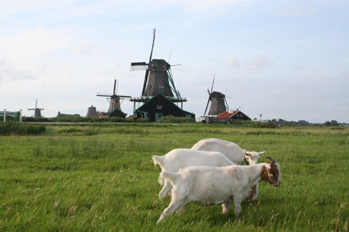 Windmühlen und Ziegen :-)