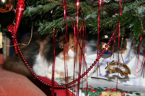 Christbaum Katze / Christmastree Cat