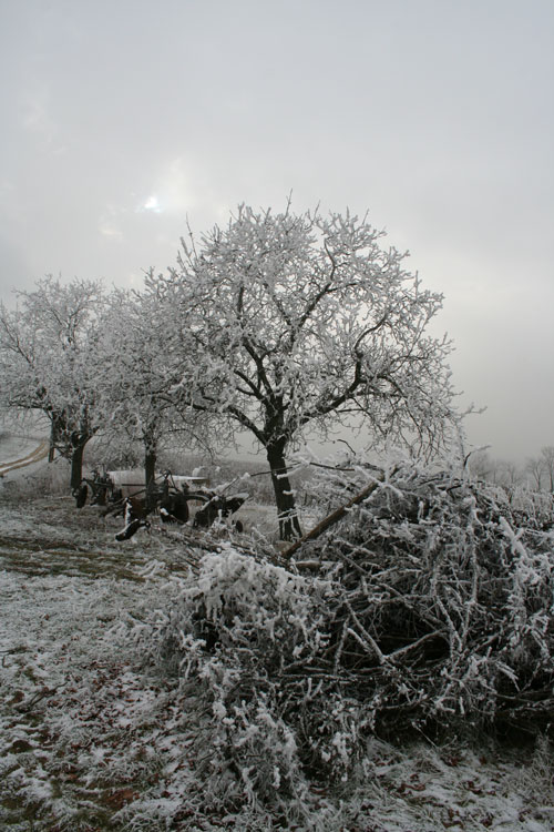 Bäume mit Schnee bedeckt / Trees coated with snow.