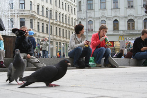 Pigeons on the main square