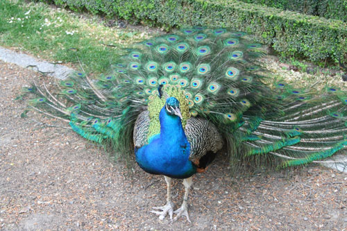 A peacock in the park of Campo Moro