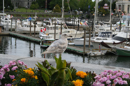 A seagull in the inner habor