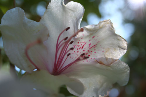 Flower in the ray