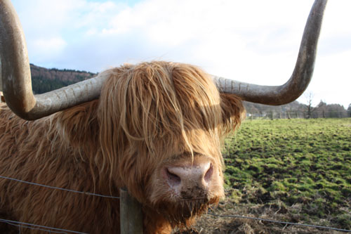 Highland cow