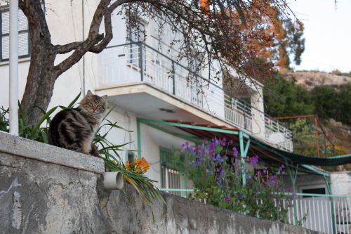 Again a spy cat :-)