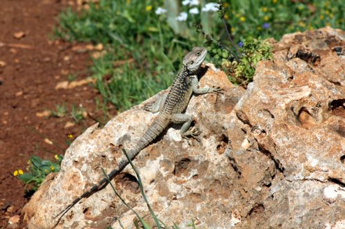 A lizard taking a sunbath