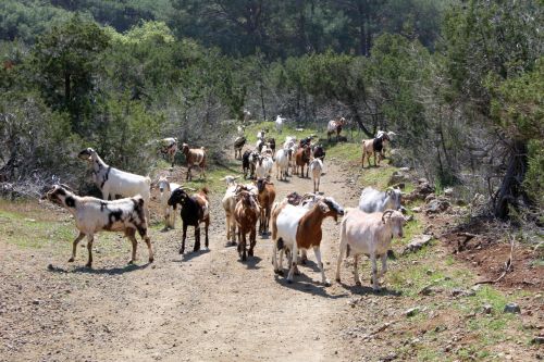 Driving goats up the mountain